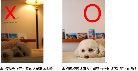 狗狗拍照
