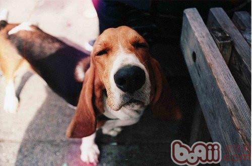 狗狗拍照