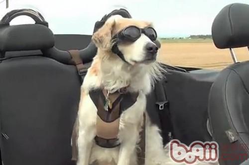 帶狗狗坐敞篷車