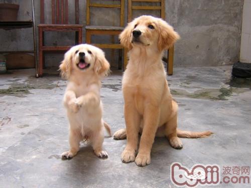 金毛犬