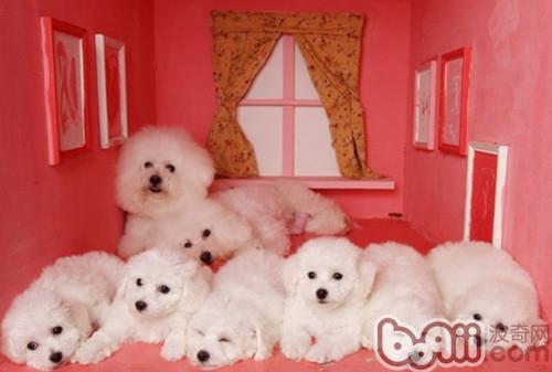 比熊犬