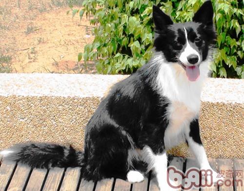 邊境牧羊犬