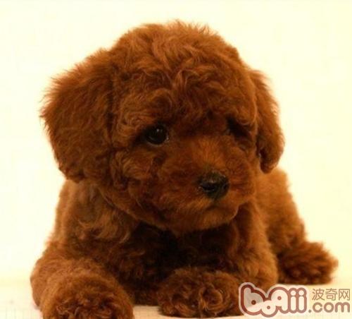 泰迪犬
