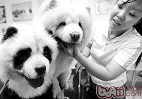 松獅犬