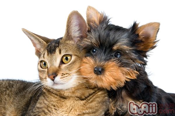 犬貓和諧相處可能是困擾著各位家長的一個問題