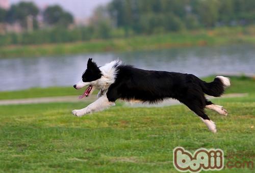 邊境牧羊犬