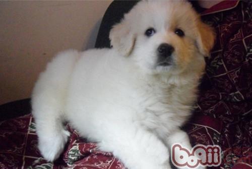 大白熊犬