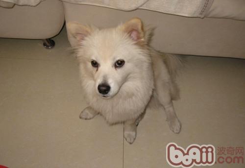 愛斯基摩犬