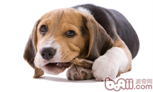 比格犬
