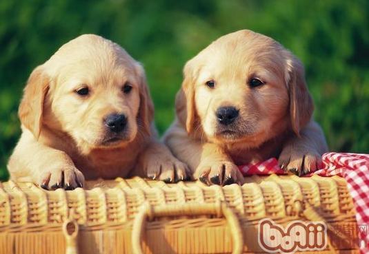 金毛犬