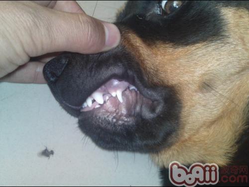 狗狗