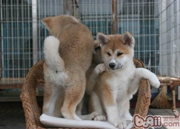 秋田犬