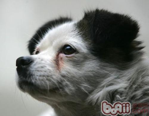 狗狗