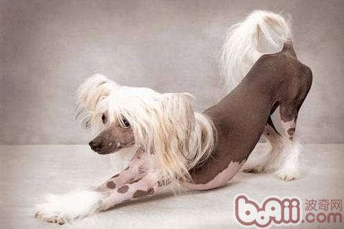 冠毛犬