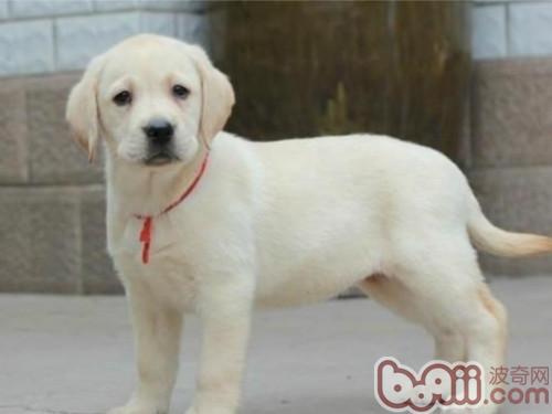 拉布拉多獵犬