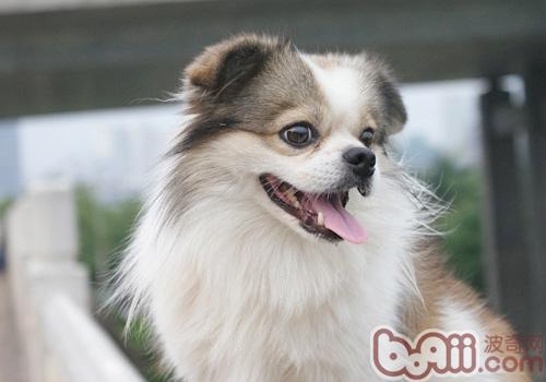 狗狗