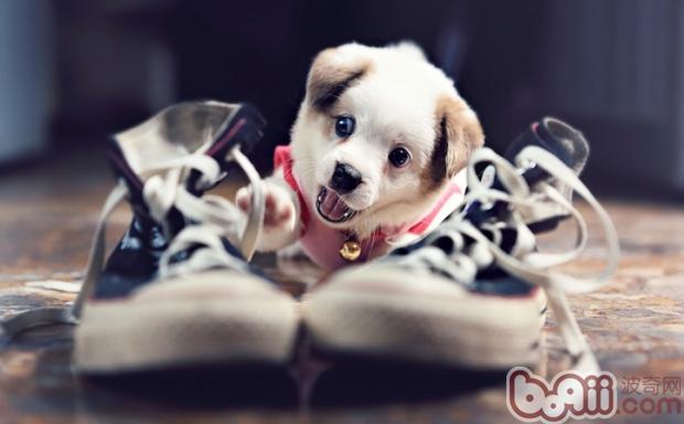 狗狗