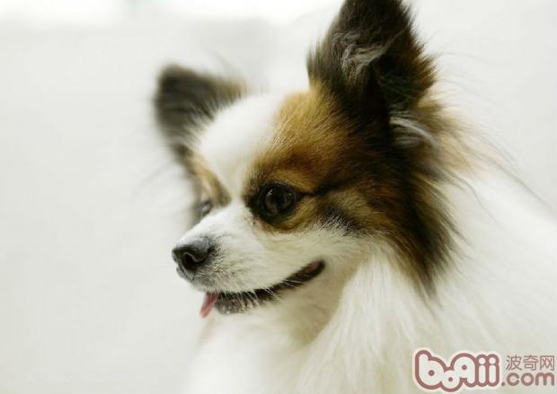 蝴蝶犬