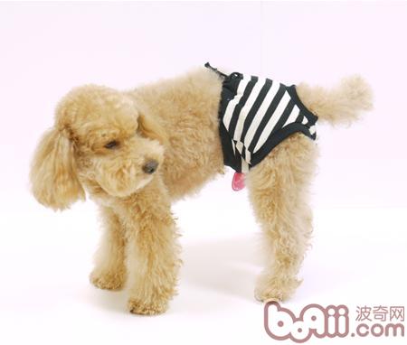 貴賓犬