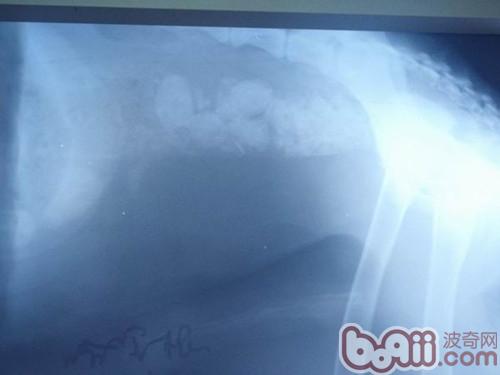 德國牧羊犬腸梗阻