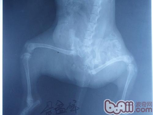骨盆粉碎性骨折的流浪犬