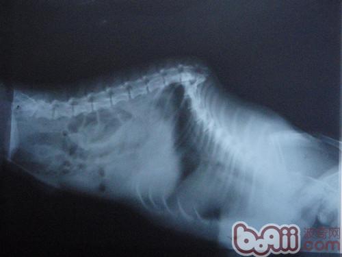 犬腰椎折斷