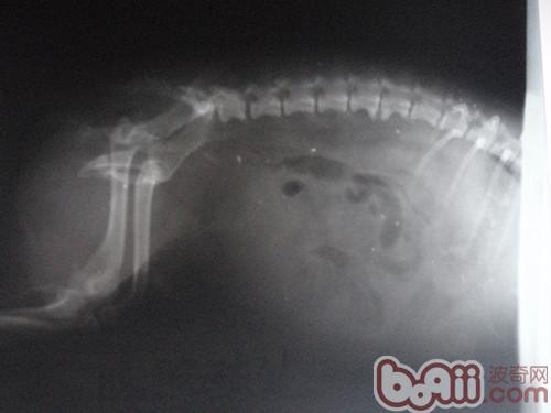 犬膀胱破裂