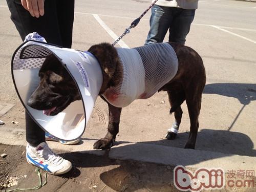 犬左前肢截肢