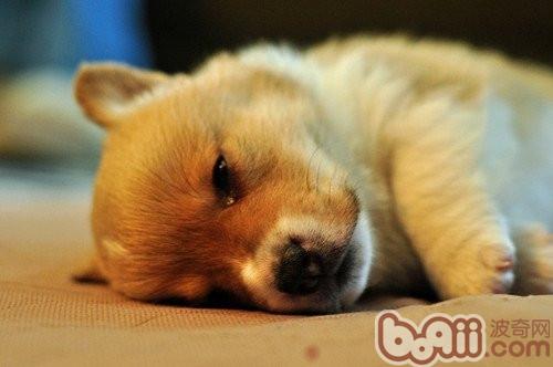 狗狗傷心