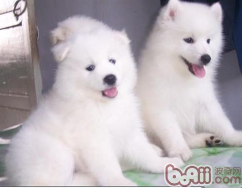 薩摩幼犬