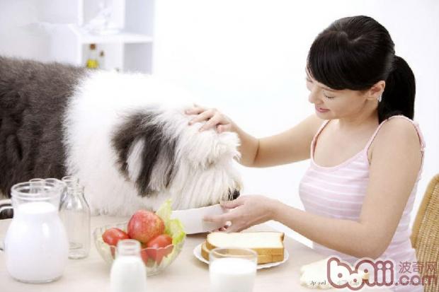 寵物犬是寵物愛好者們的普遍選擇