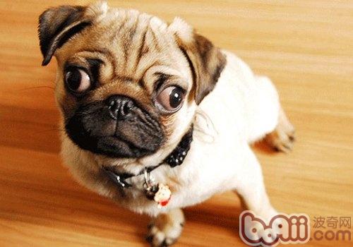 八哥犬