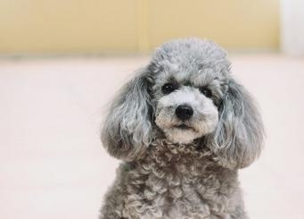 貴賓犬
