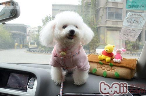 貴賓犬