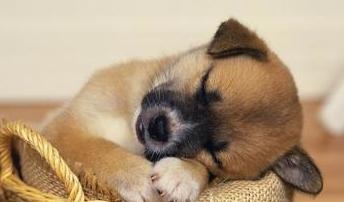 幼犬