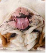 狗狗