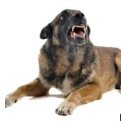 狗狗