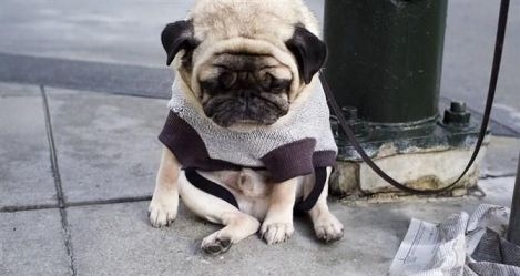 全世界最憂傷的狗狗——八哥犬
