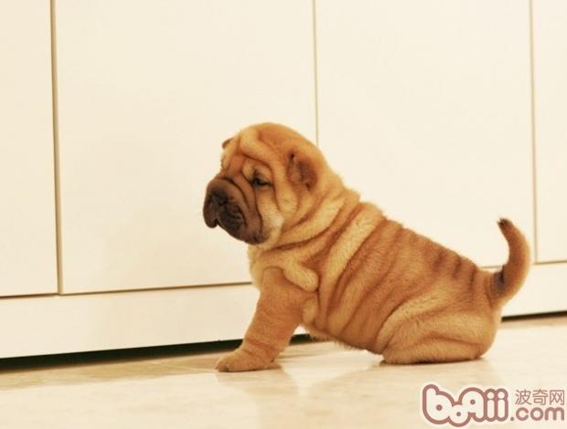沙皮犬
