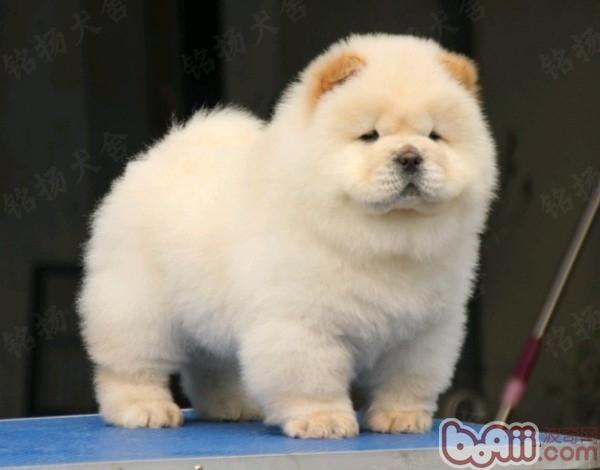松獅犬