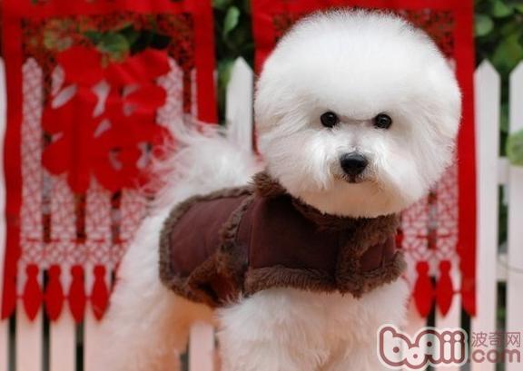比熊犬