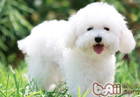 比熊犬