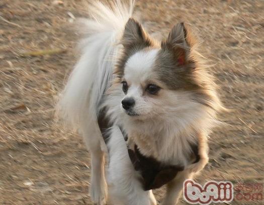 蝴蝶犬