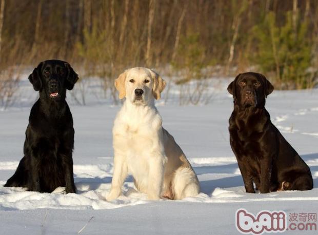 拉布拉多犬