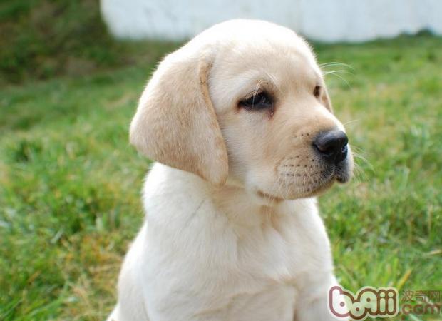 拉布拉多犬