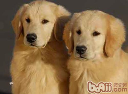 金毛犬