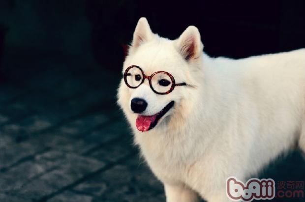 薩摩耶犬