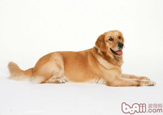 金毛犬