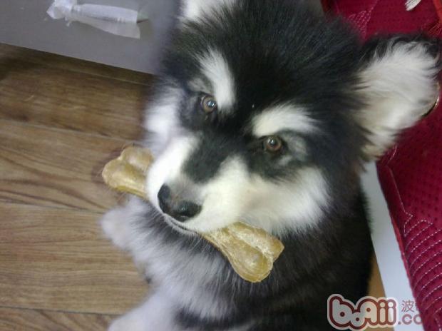 阿拉斯加幼犬
