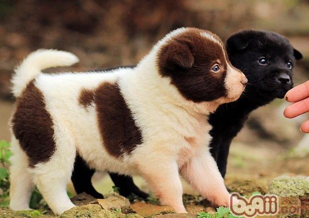 幼犬
